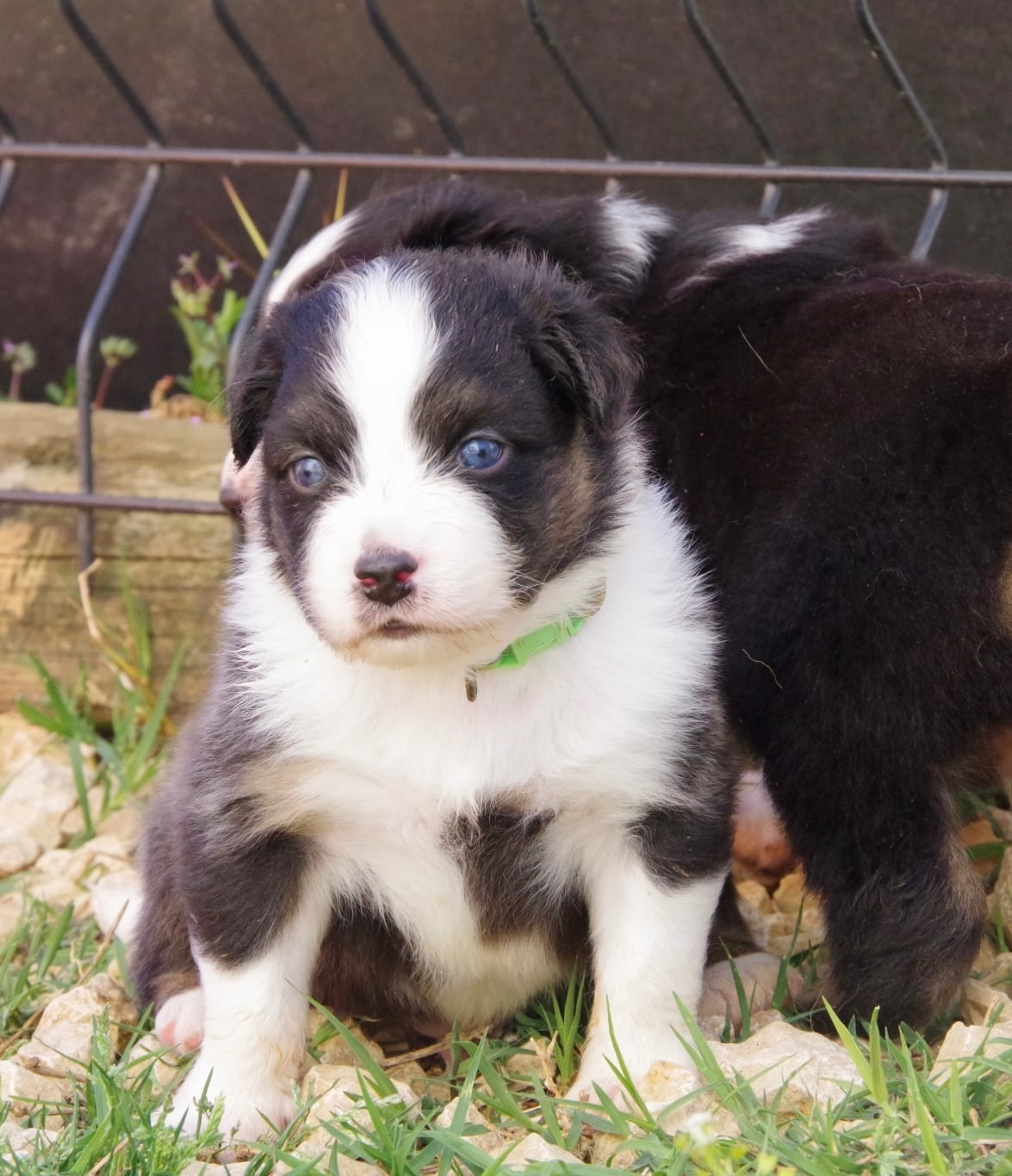 Des Joyaux De Luna - Chiots disponibles - Berger Australien
