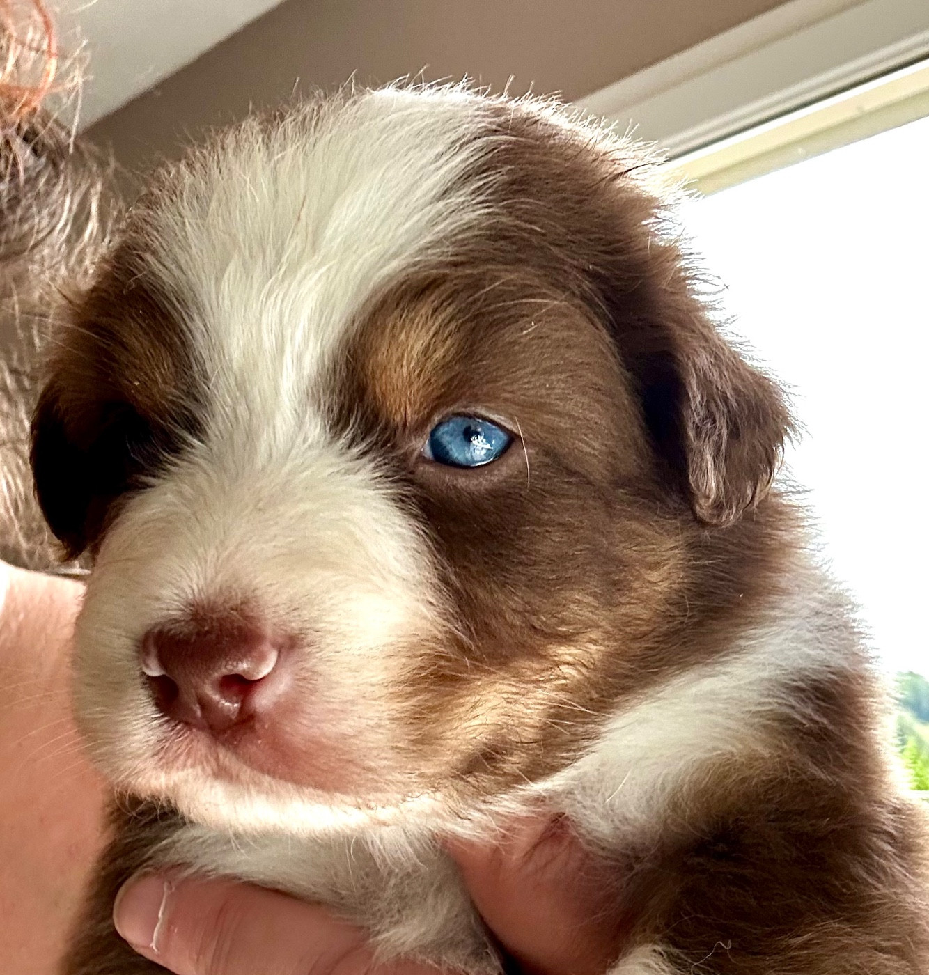 Des Joyaux De Luna - Chiots disponibles - Berger Australien