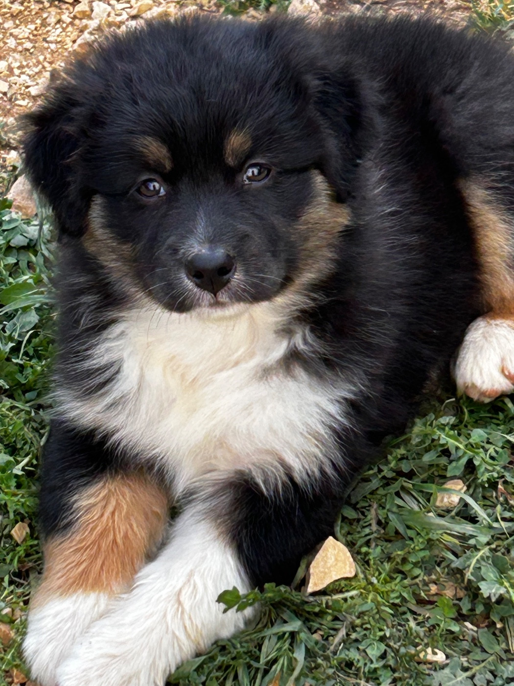 Des Joyaux De Luna - Chiots disponibles - Berger Australien