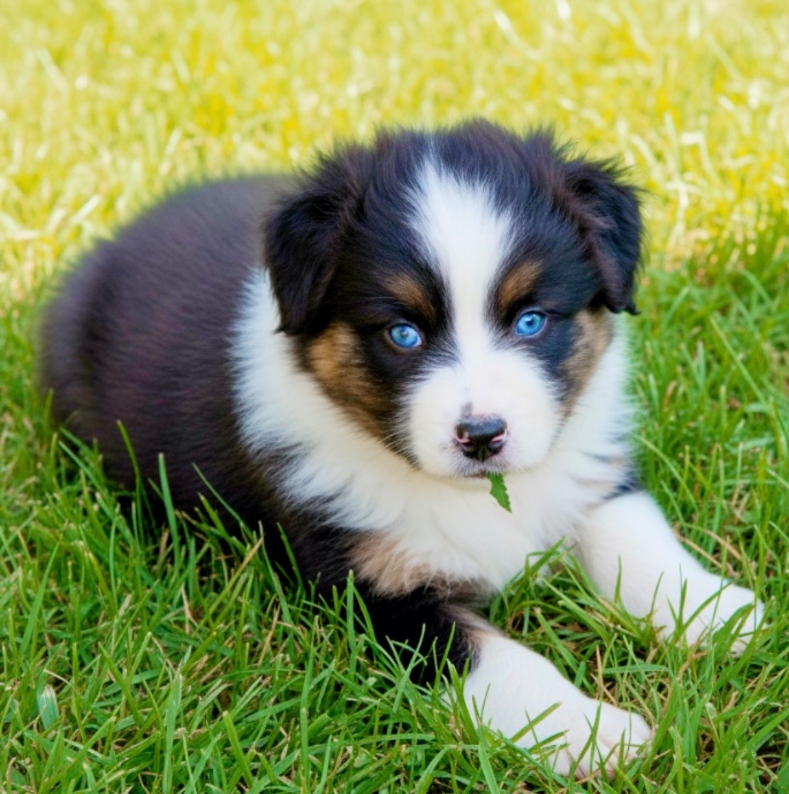 Des Joyaux De Luna - Chiots disponibles - Berger Australien