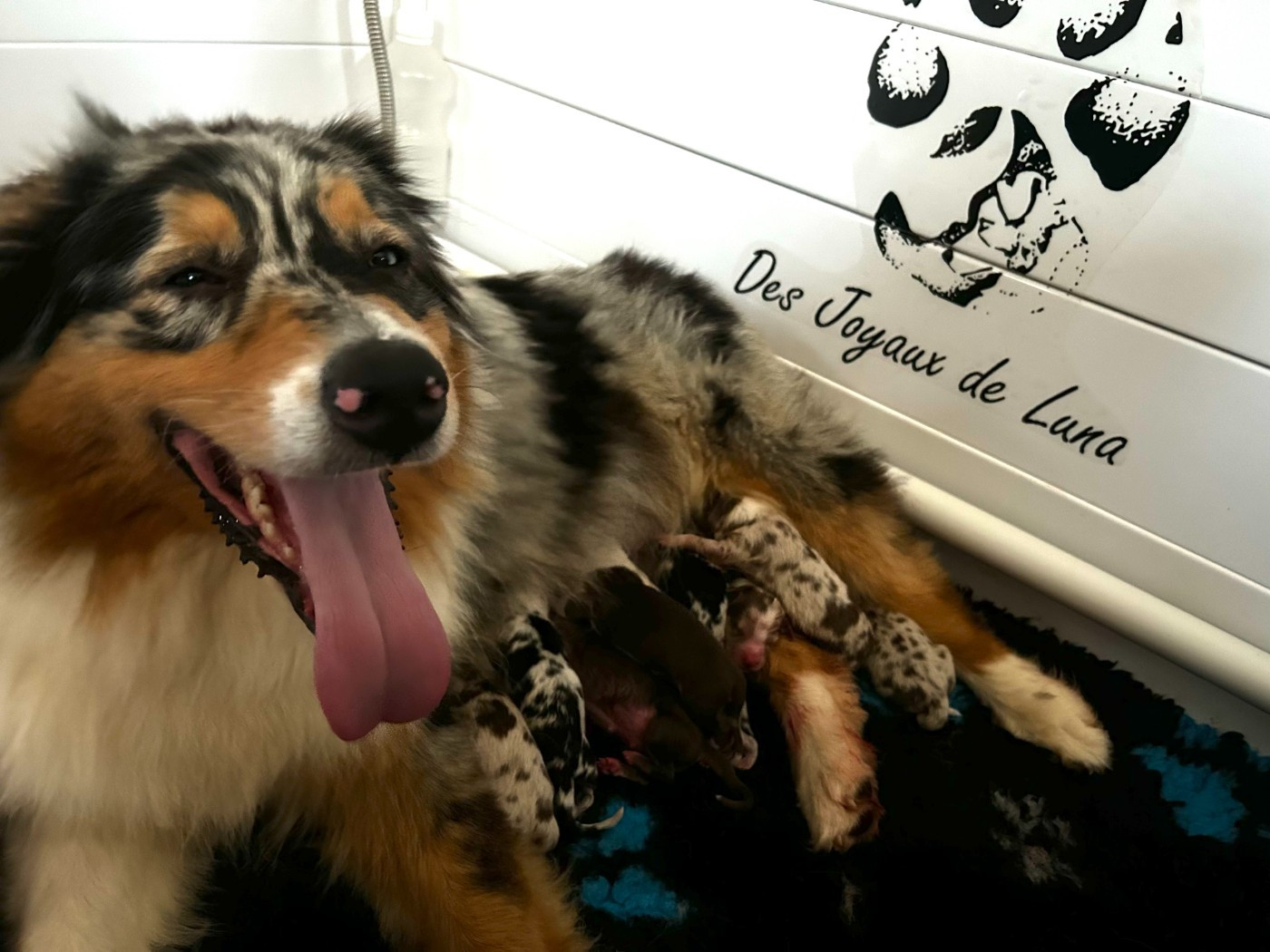 Chiot Berger Australien Des Joyaux De Luna