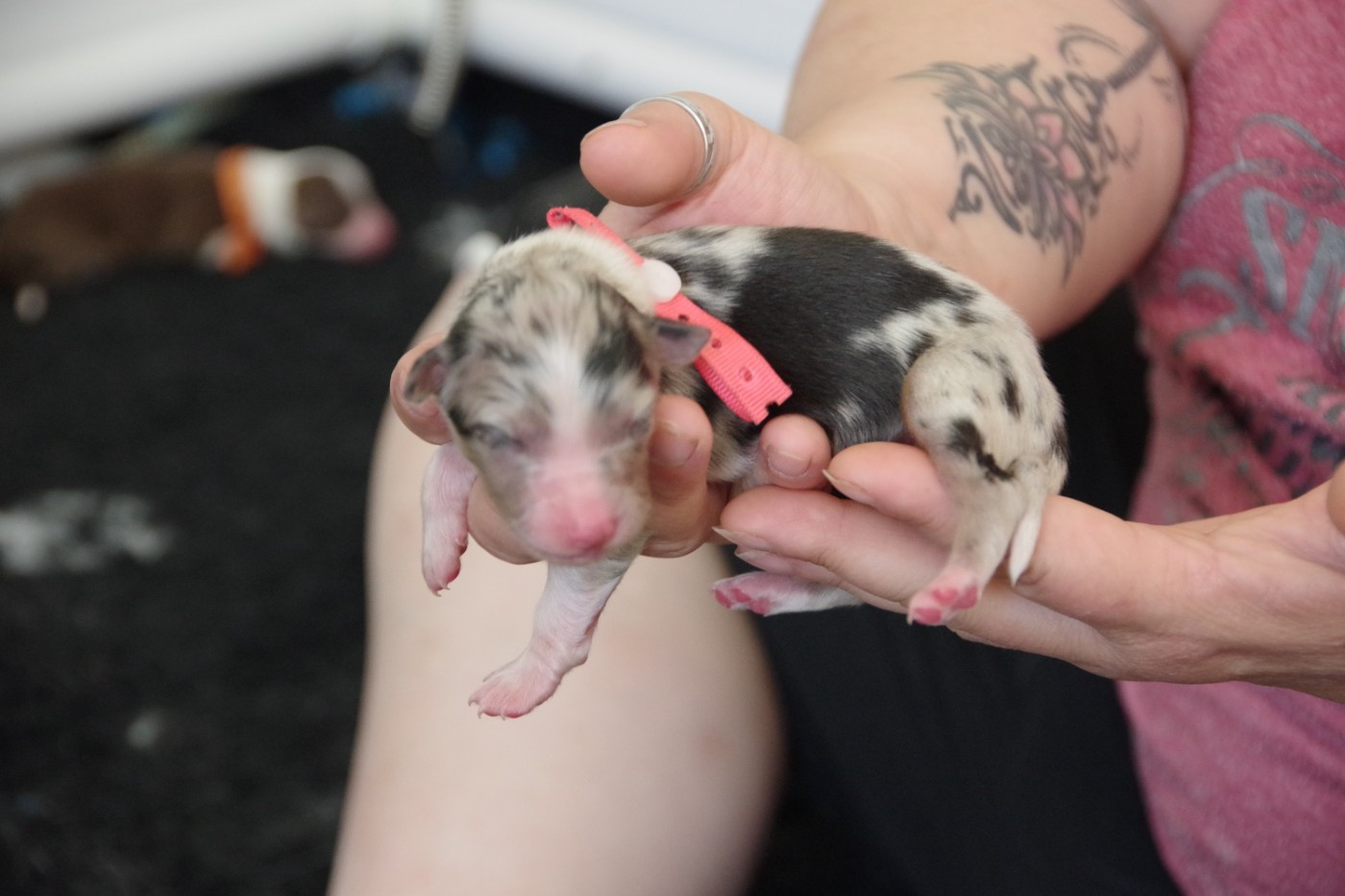 Des Joyaux De Luna - Chiots disponibles - Berger Australien