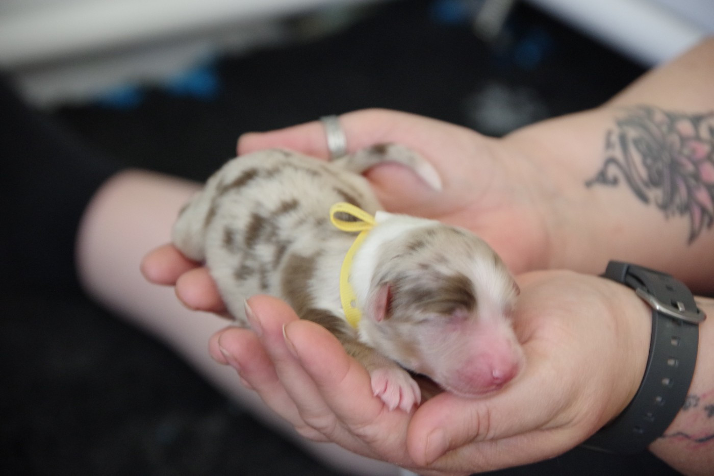 Des Joyaux De Luna - Chiots disponibles - Berger Australien