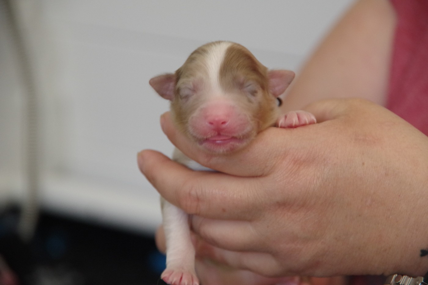 Des Joyaux De Luna - Chiots disponibles - Berger Australien