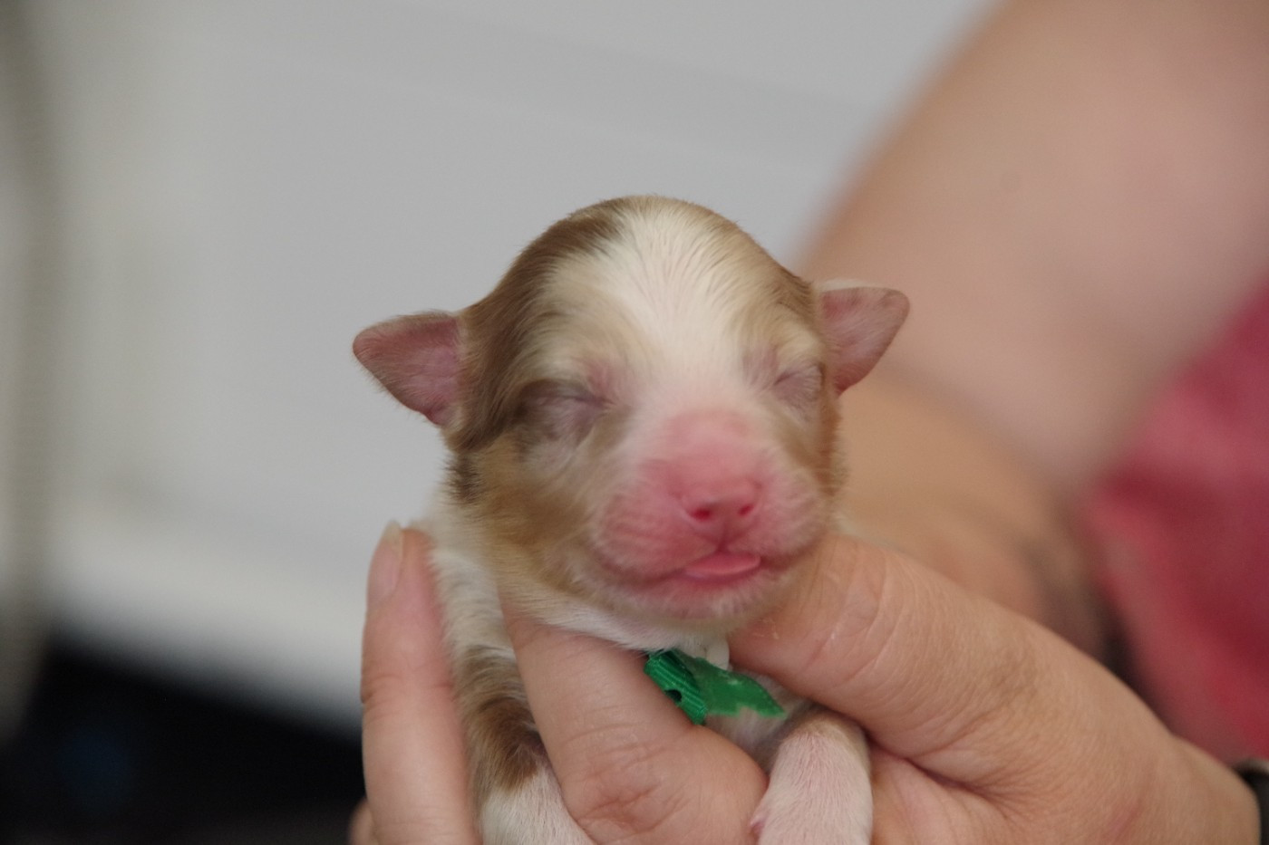 Des Joyaux De Luna - Chiots disponibles - Berger Australien