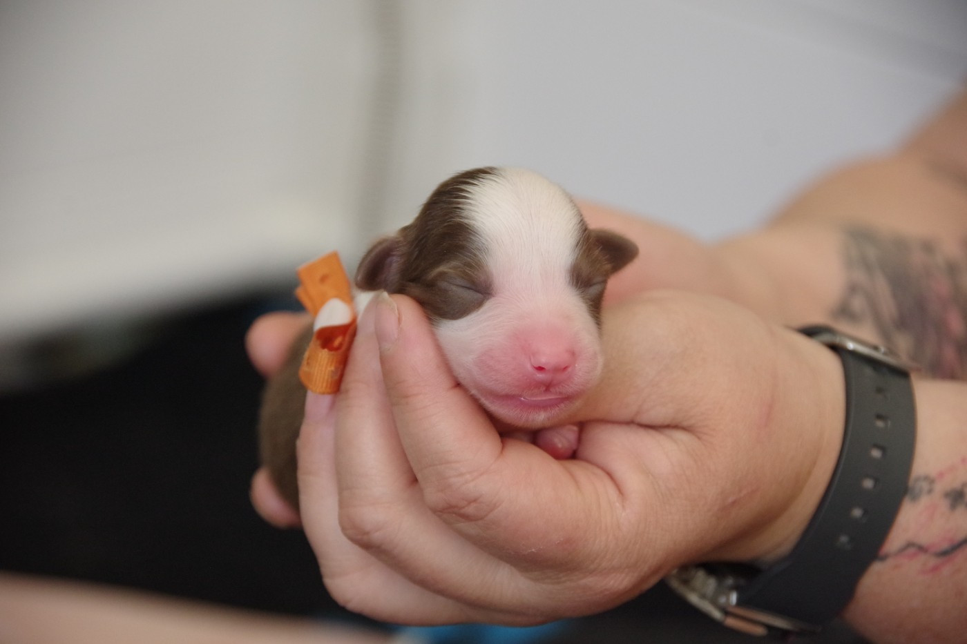Des Joyaux De Luna - Chiots disponibles - Berger Australien