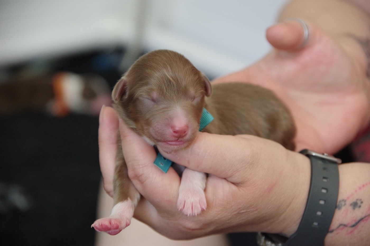 Des Joyaux De Luna - Chiots disponibles - Berger Australien