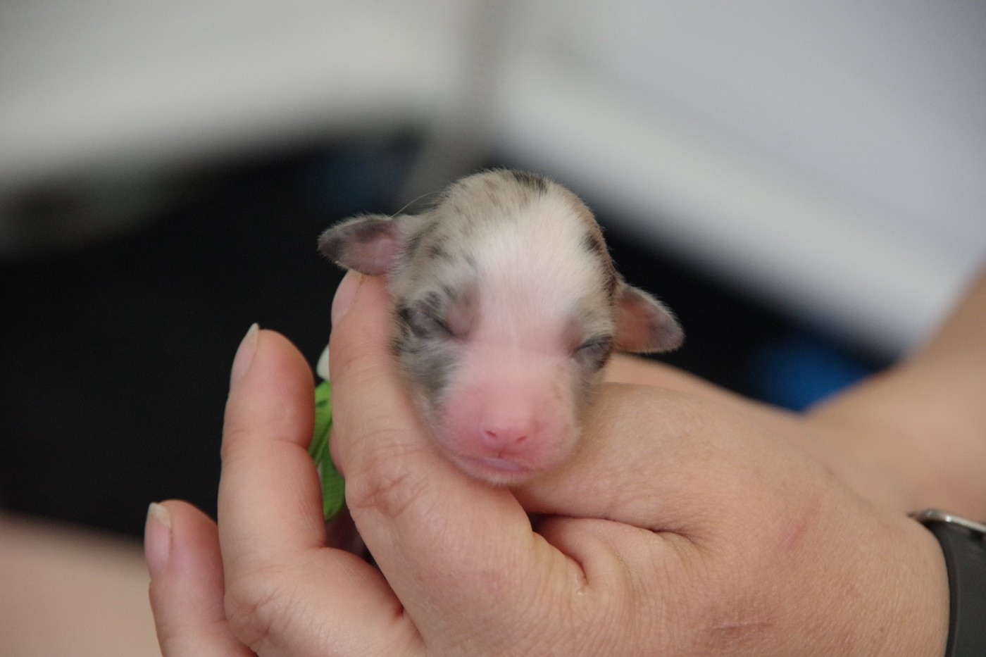 Des Joyaux De Luna - Chiots disponibles - Berger Australien