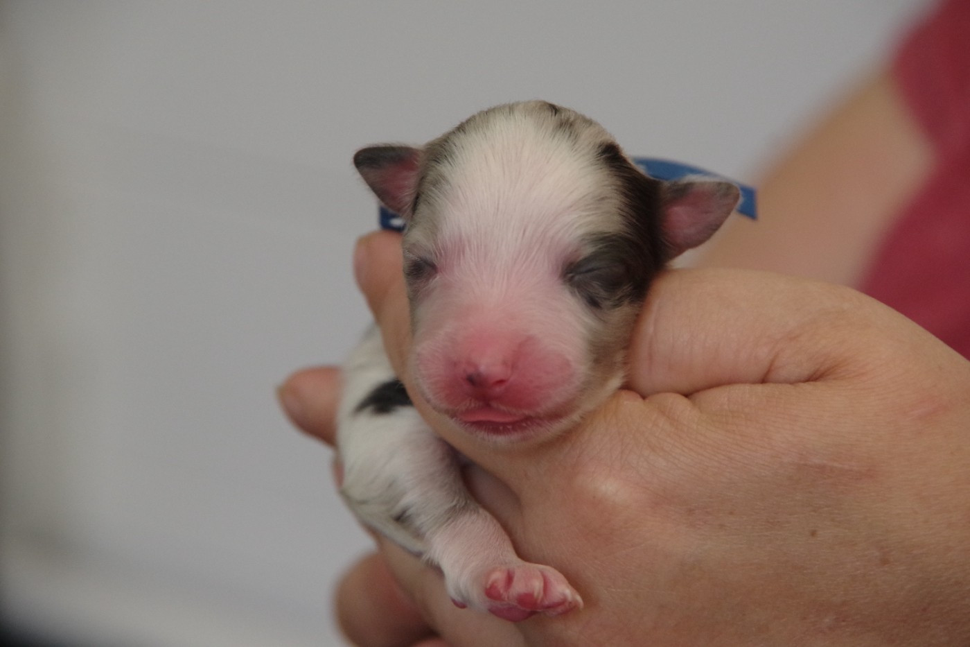 Des Joyaux De Luna - Chiots disponibles - Berger Australien