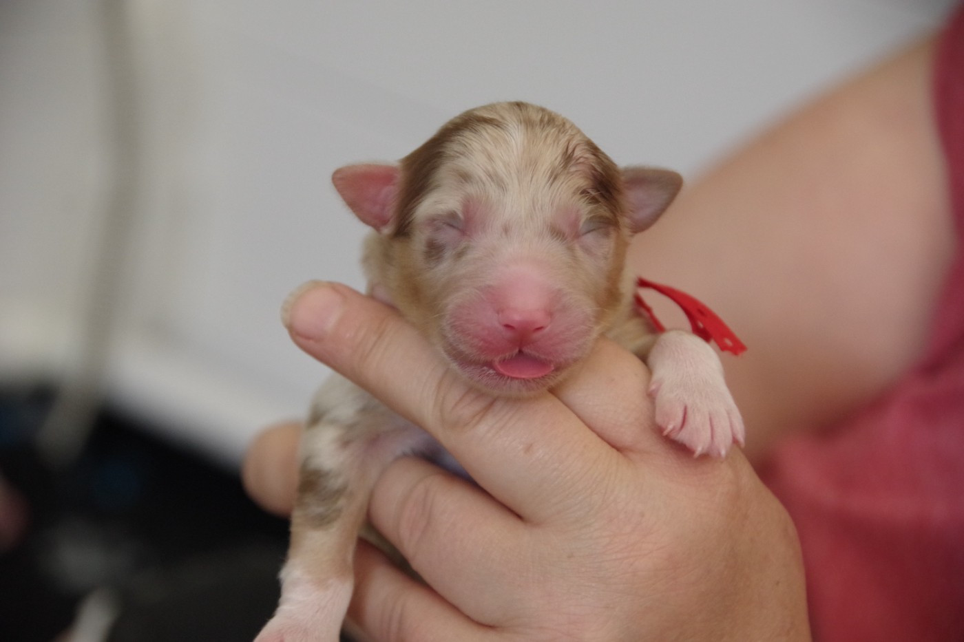 Des Joyaux De Luna - Chiots disponibles - Berger Australien