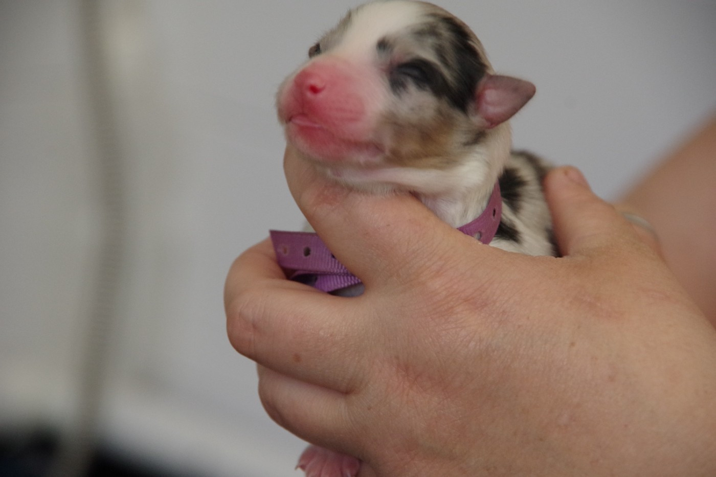 Des Joyaux De Luna - Chiots disponibles - Berger Australien