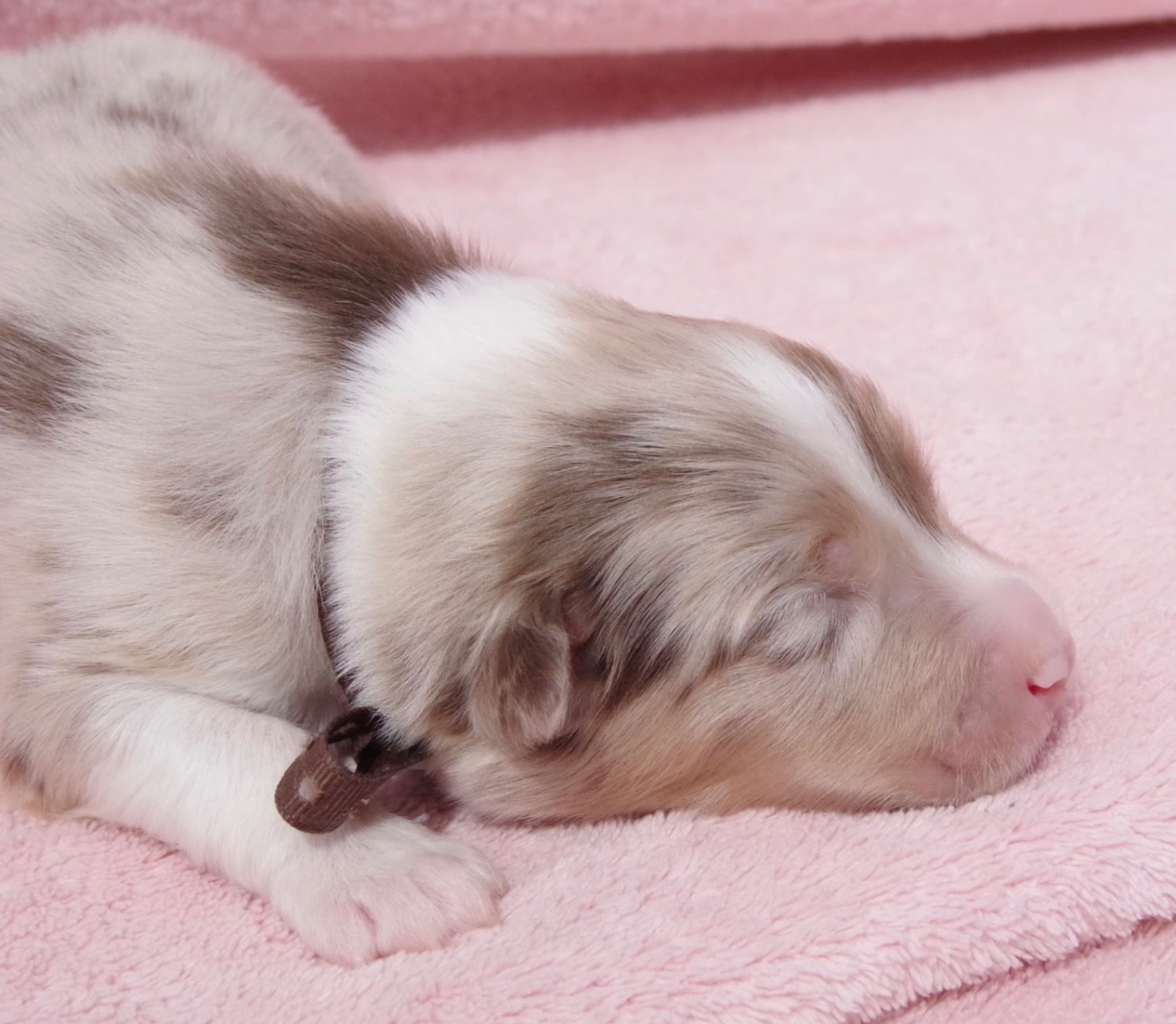 Des Joyaux De Luna - Chiots disponibles - Berger Australien