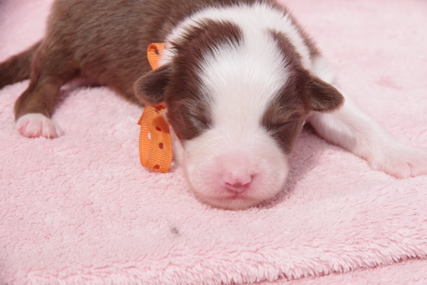 Des Joyaux De Luna - Chiots disponibles - Berger Australien
