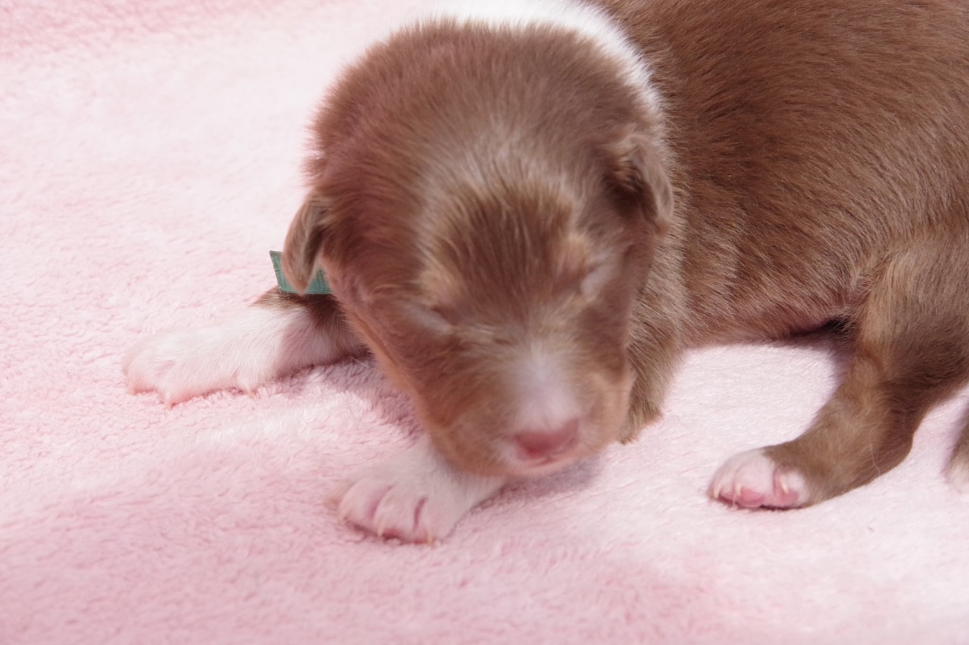 Des Joyaux De Luna - Chiots disponibles - Berger Australien