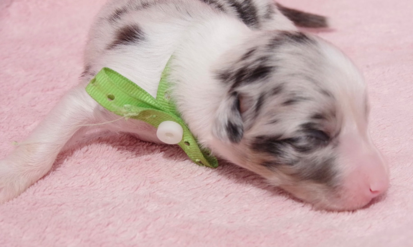 Des Joyaux De Luna - Chiots disponibles - Berger Australien