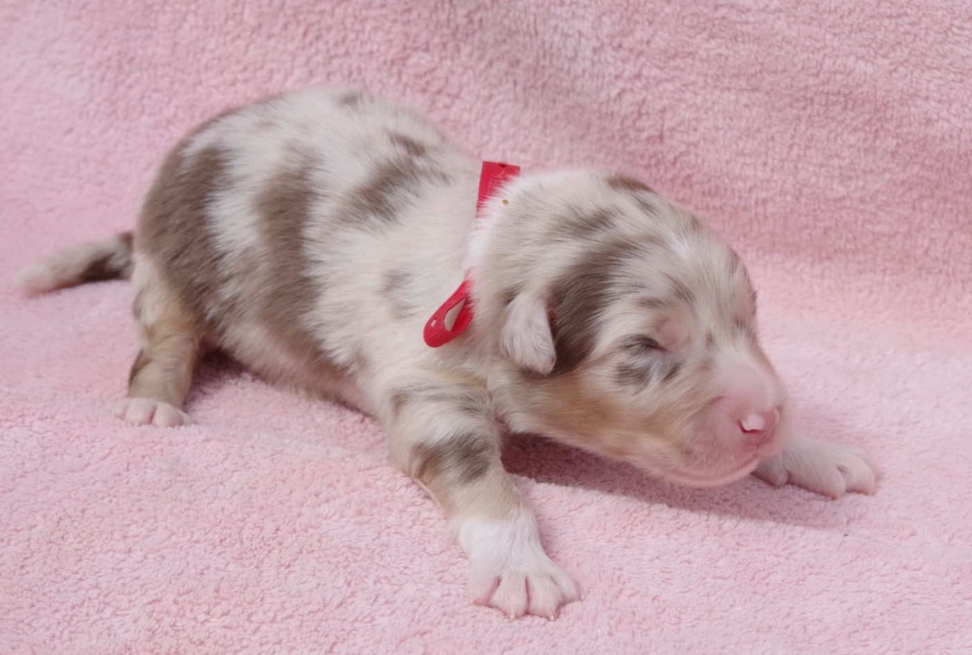 Des Joyaux De Luna - Chiots disponibles - Berger Australien