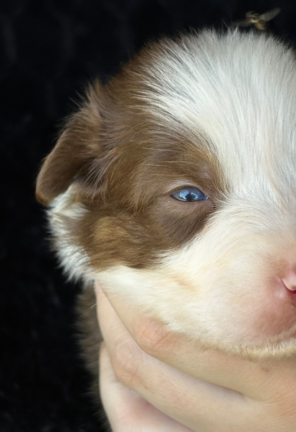 Des Joyaux De Luna - Chiots disponibles - Berger Australien