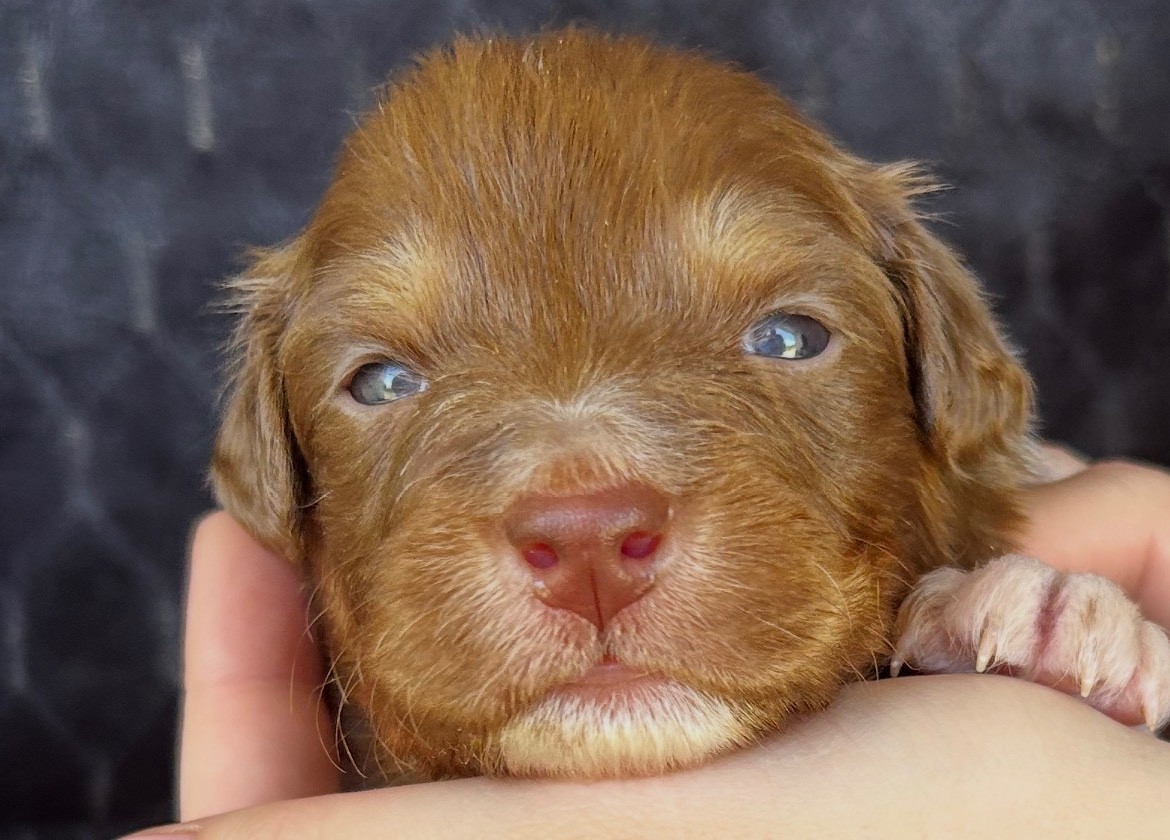 Des Joyaux De Luna - Chiots disponibles - Berger Australien