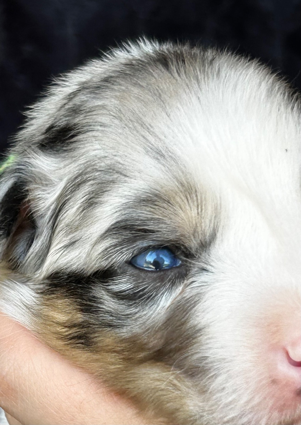 Des Joyaux De Luna - Chiots disponibles - Berger Australien