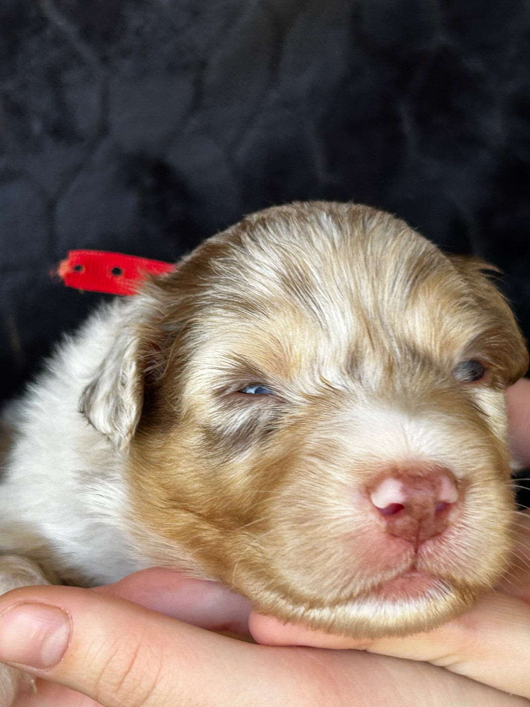 Des Joyaux De Luna - Chiots disponibles - Berger Australien