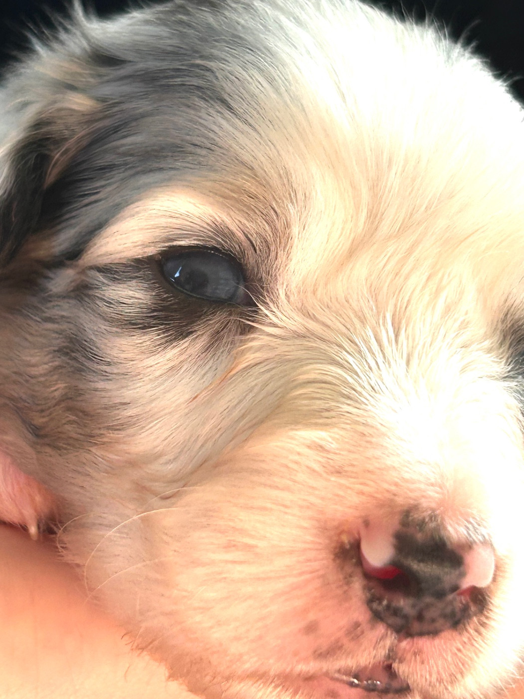 Des Joyaux De Luna - Chiots disponibles - Berger Australien
