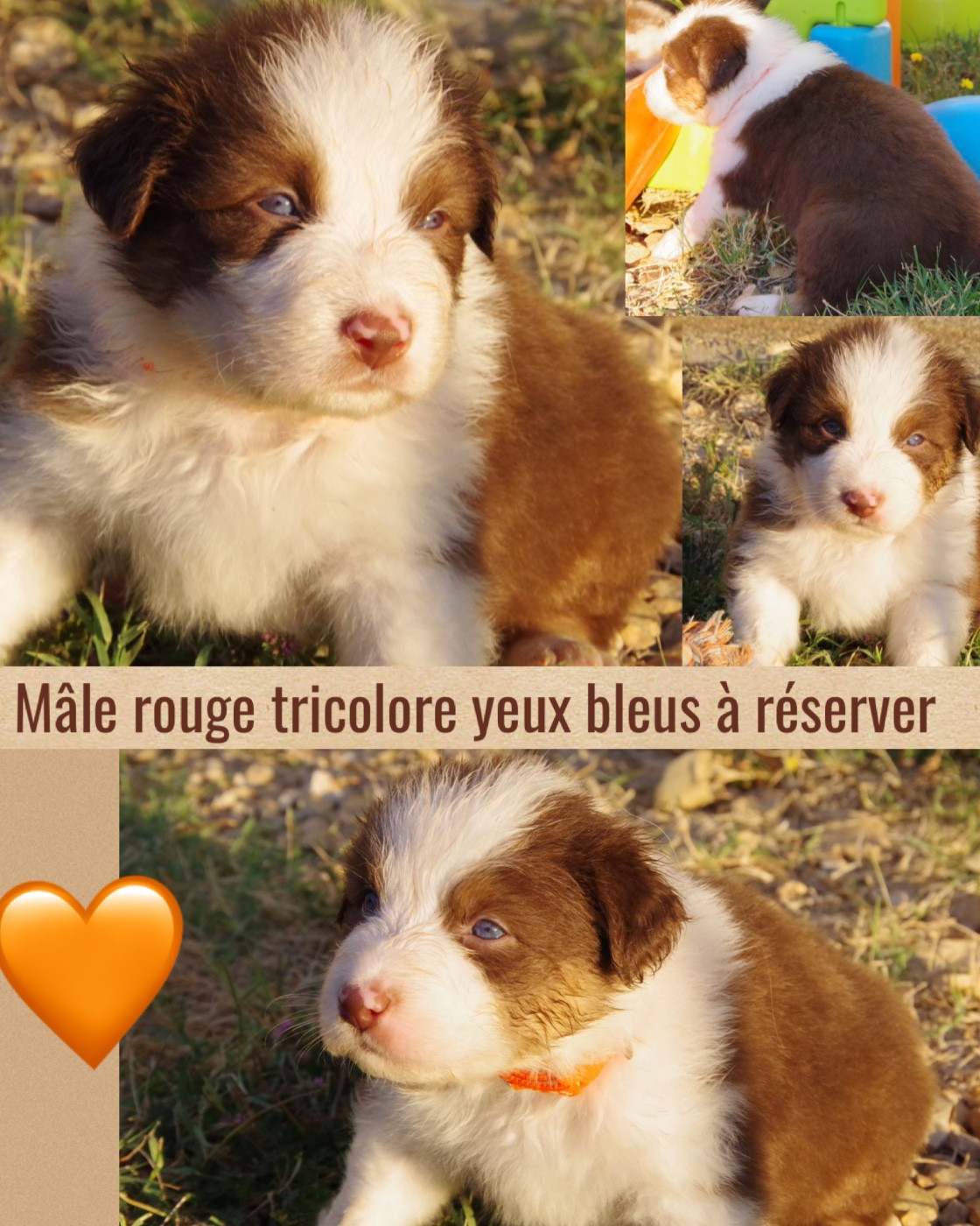 Des Joyaux De Luna - Chiots disponibles - Berger Australien