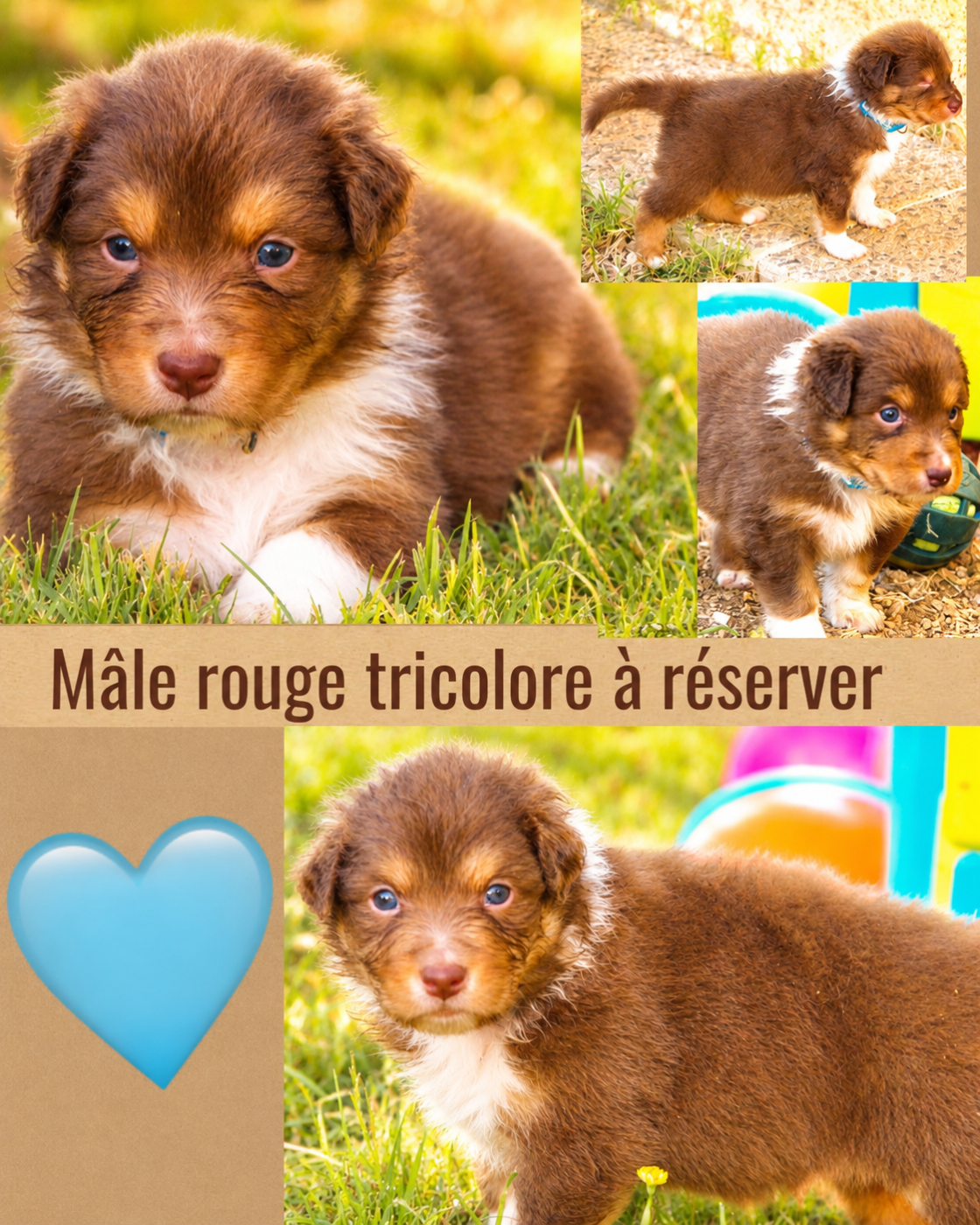 Des Joyaux De Luna - Chiots disponibles - Berger Australien