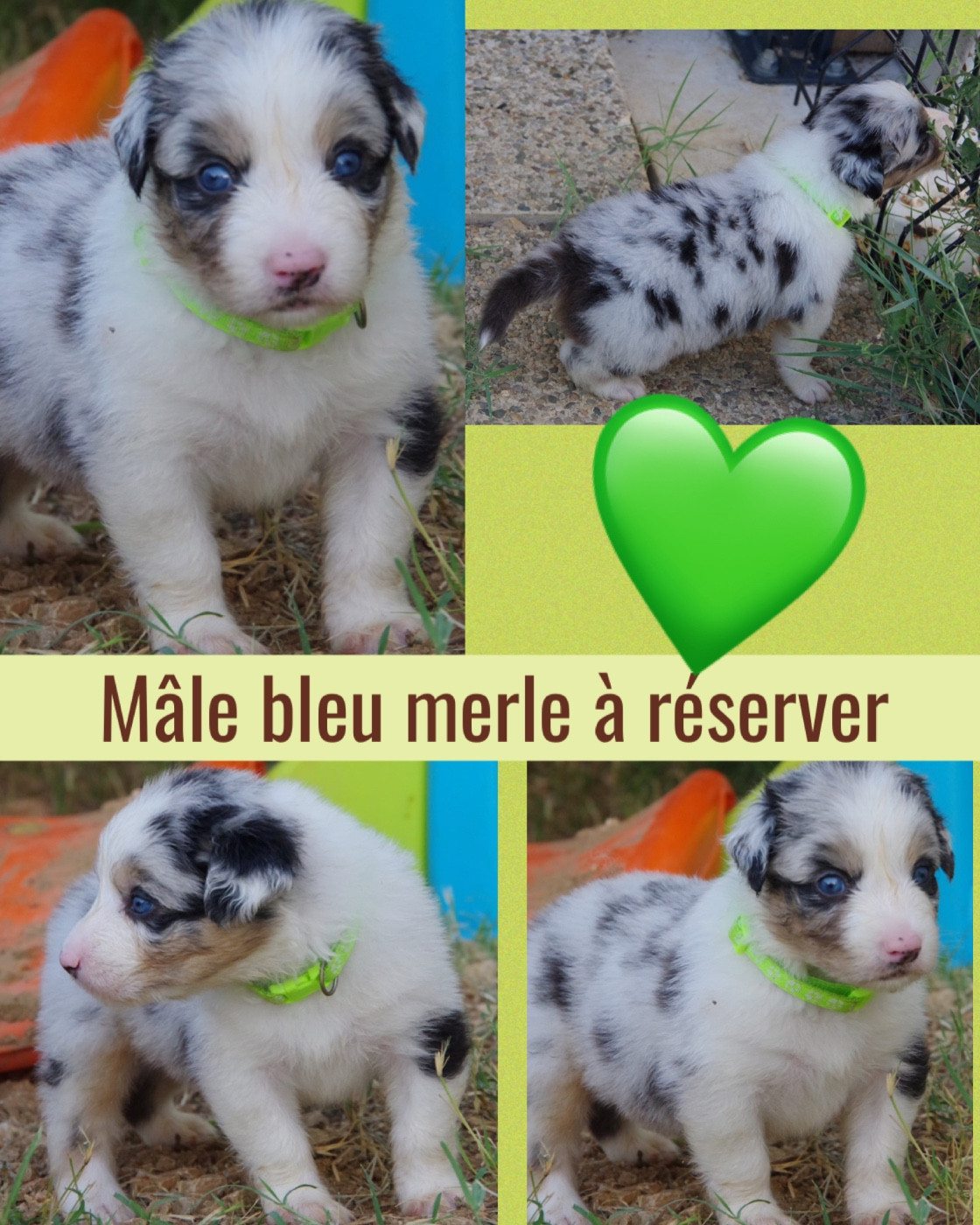 Des Joyaux De Luna - Chiots disponibles - Berger Australien