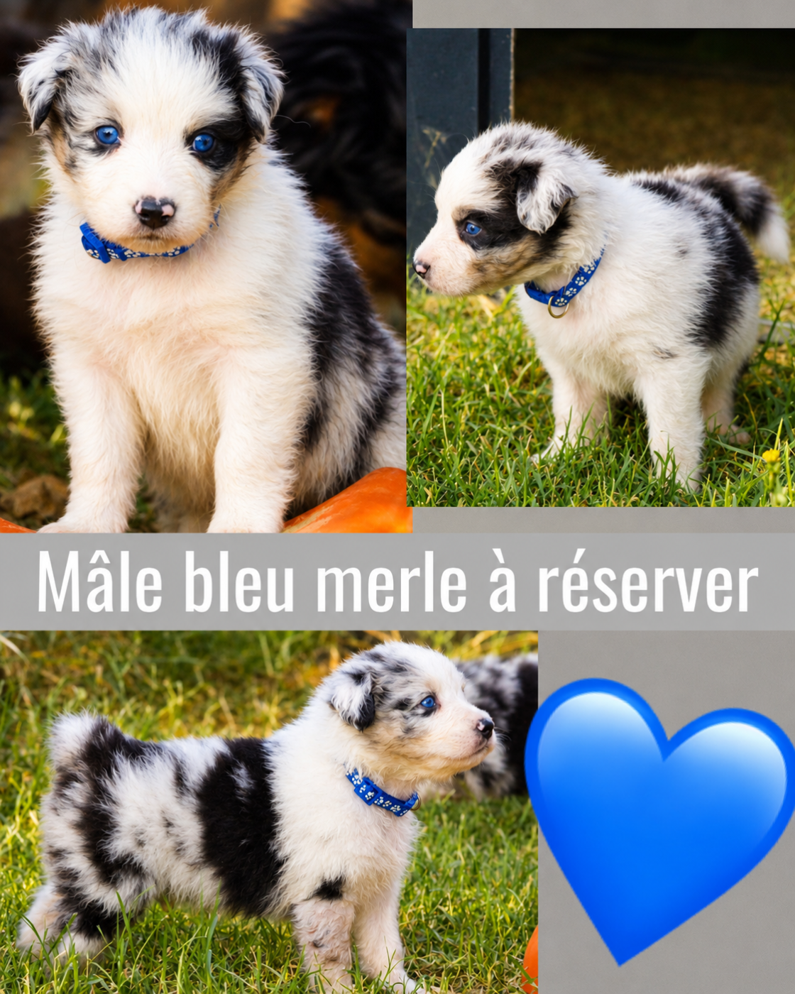 Des Joyaux De Luna - Chiots disponibles - Berger Australien