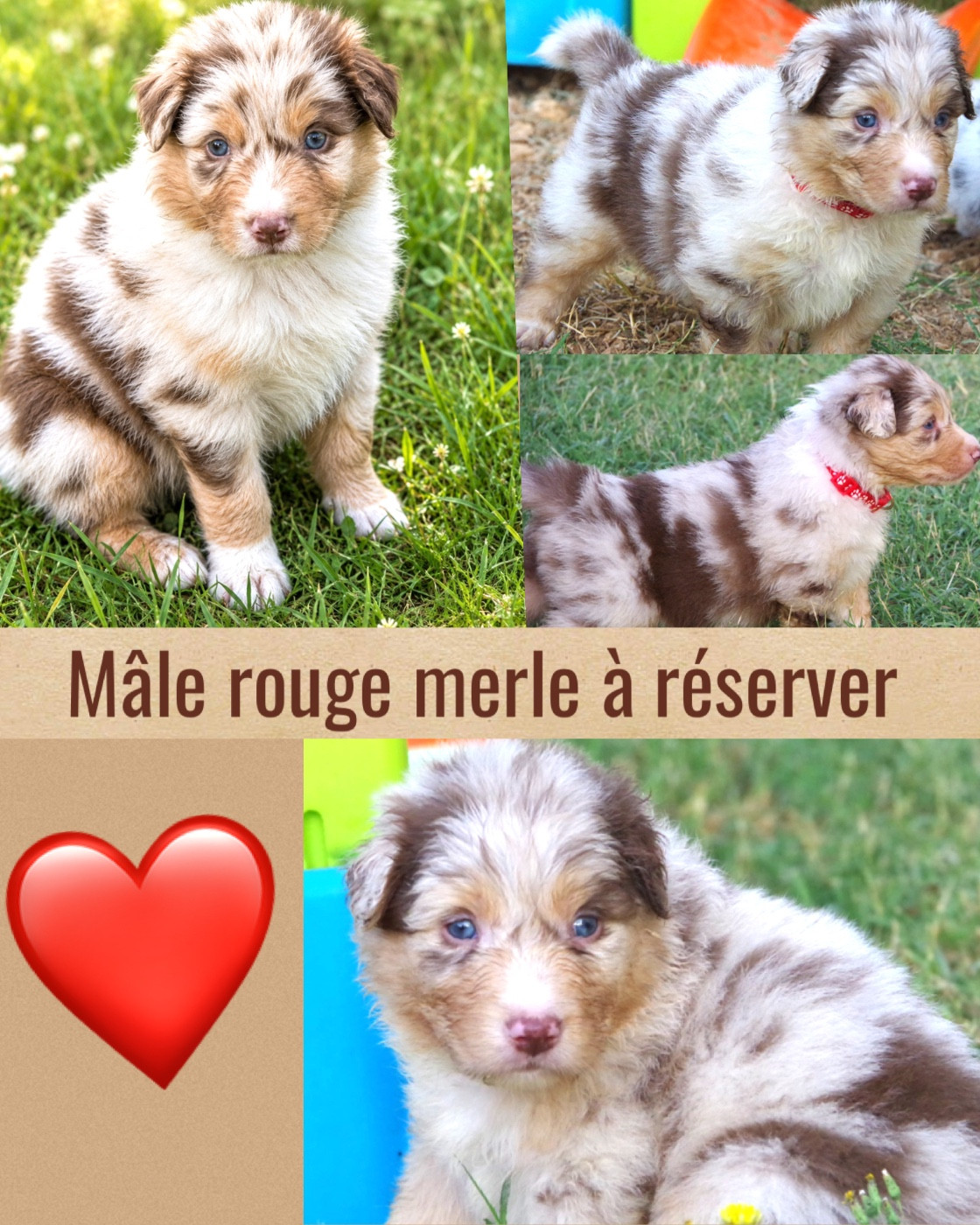 Des Joyaux De Luna - Chiots disponibles - Berger Australien
