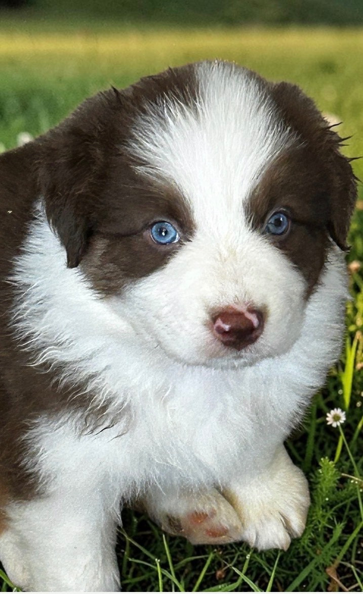 Des Joyaux De Luna - Chiots disponibles - Berger Australien