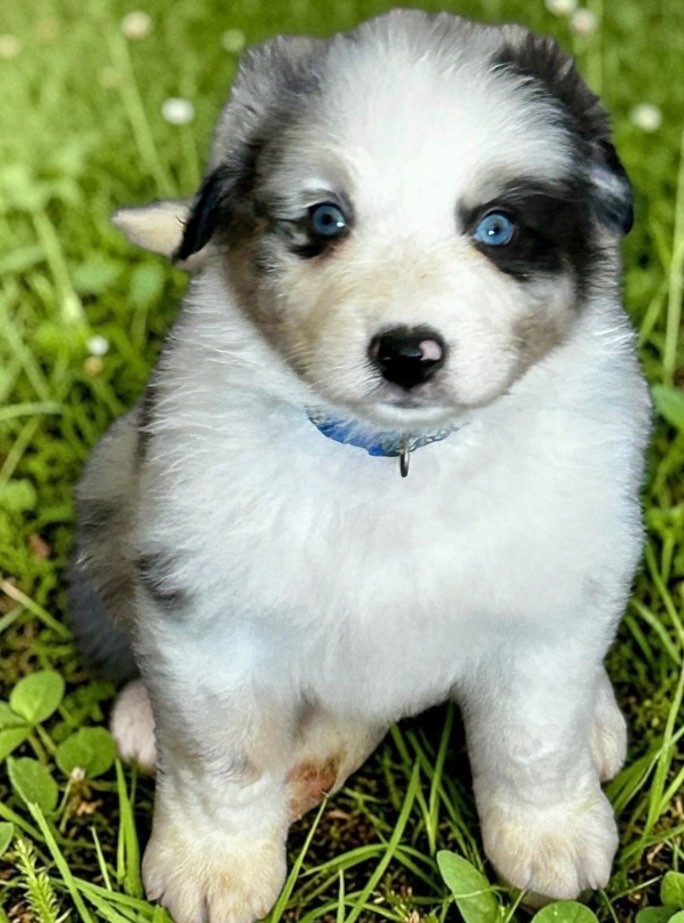 Des Joyaux De Luna - Chiots disponibles - Berger Australien