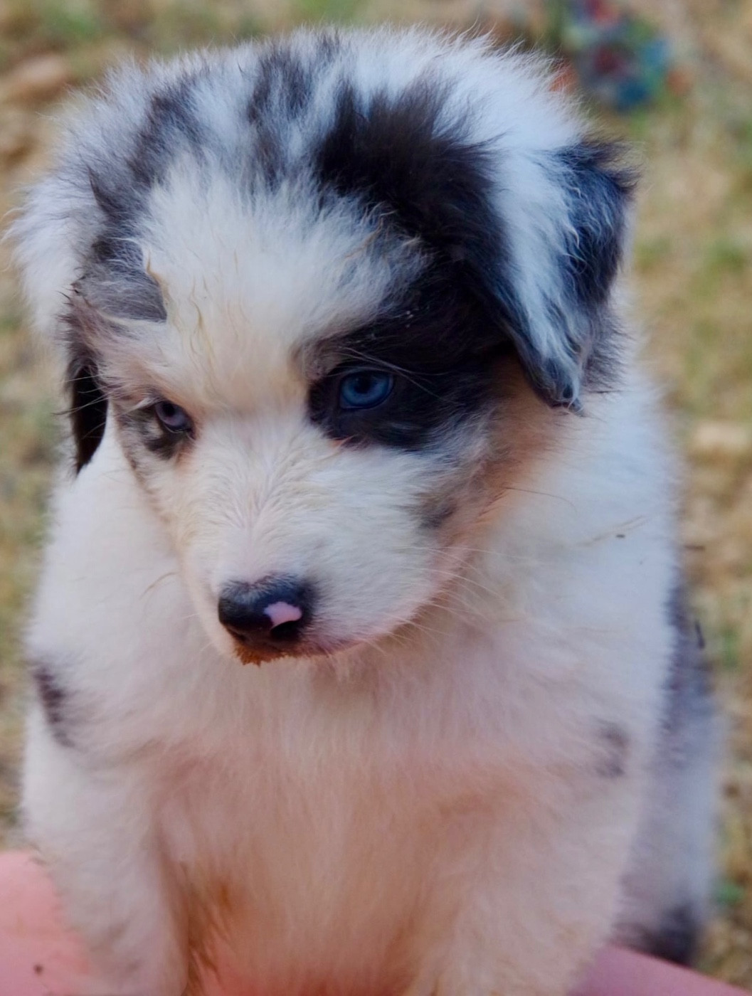 Des Joyaux De Luna - Chiots disponibles - Berger Australien