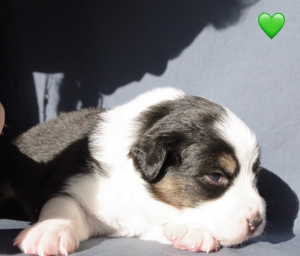 Des Joyaux De Luna - Chiots disponibles - Berger Australien