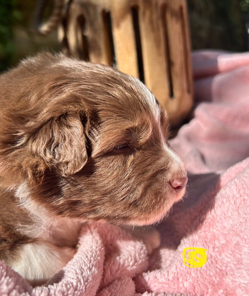 Des Joyaux De Luna - Chiots disponibles - Berger Australien