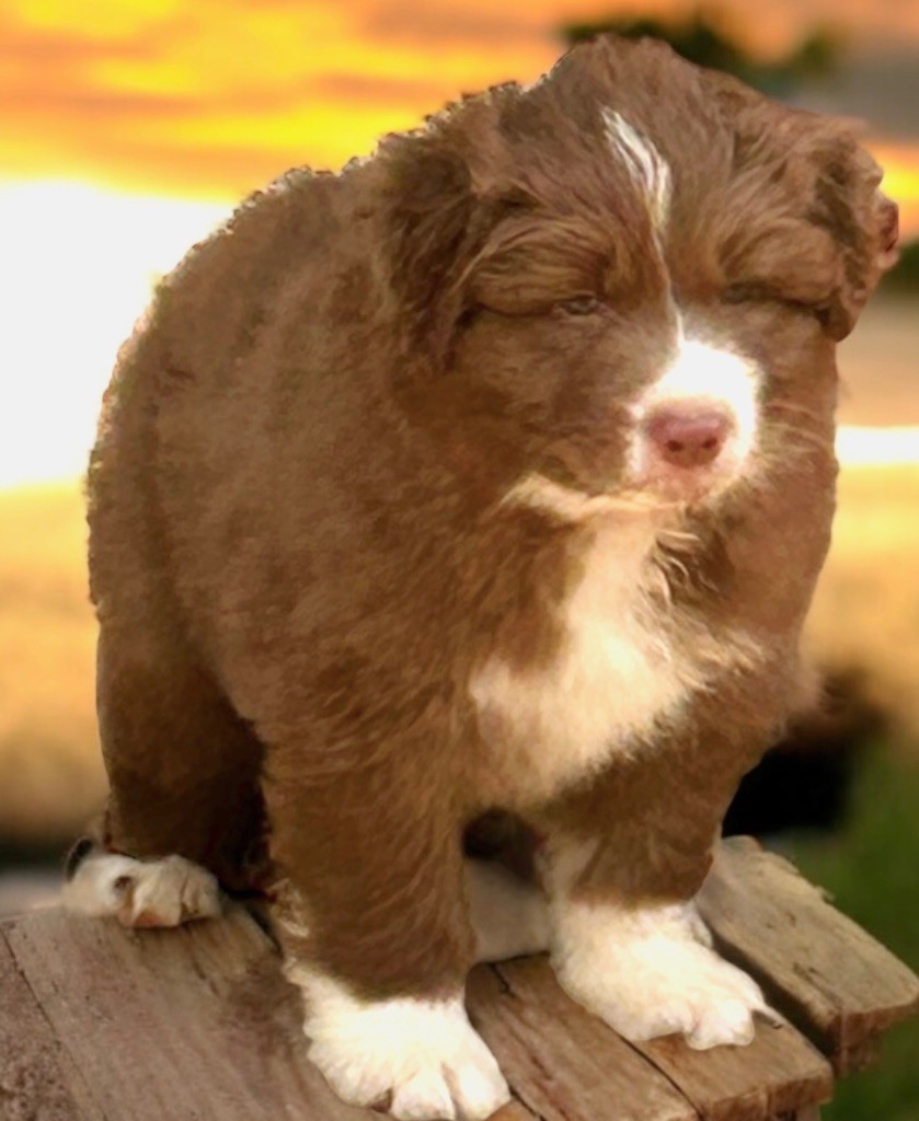 Des Joyaux De Luna - Chiots disponibles - Berger Australien