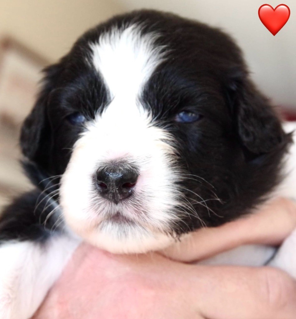 Des Joyaux De Luna - Chiots disponibles - Berger Australien