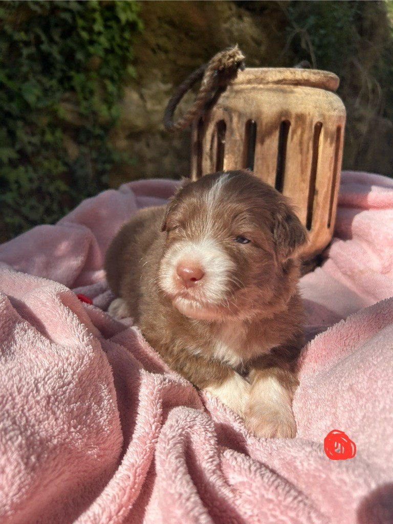 Des Joyaux De Luna - Chiots disponibles - Berger Australien