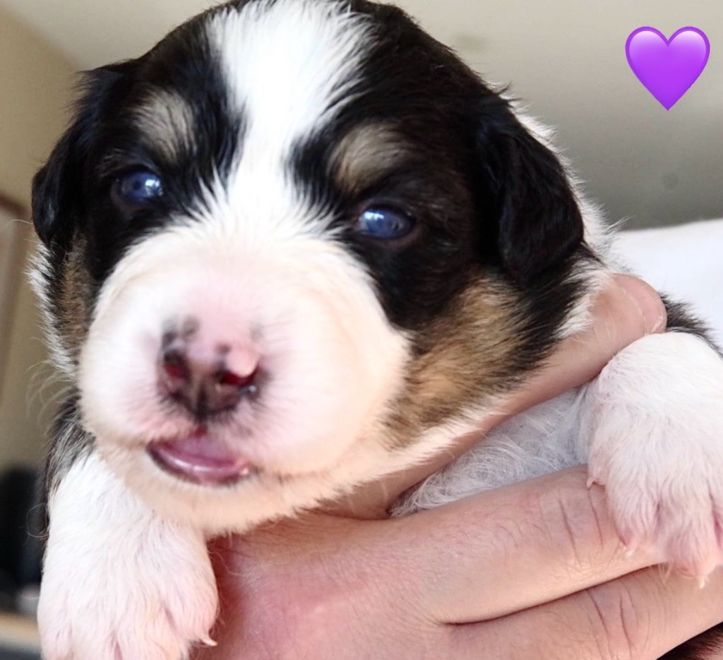 Des Joyaux De Luna - Chiots disponibles - Berger Australien