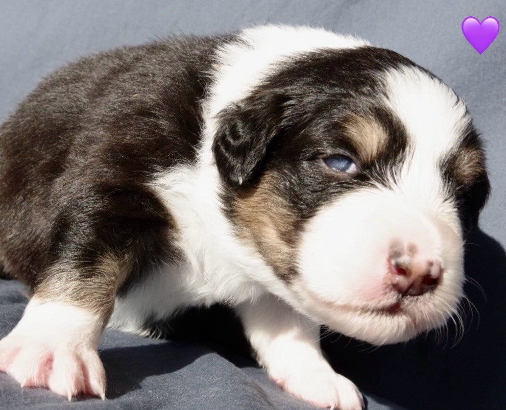 Des Joyaux De Luna - Chiots disponibles - Berger Australien