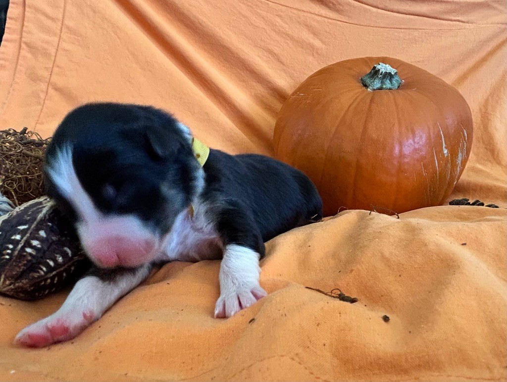 Des Joyaux De Luna - Chiots disponibles - Berger Australien