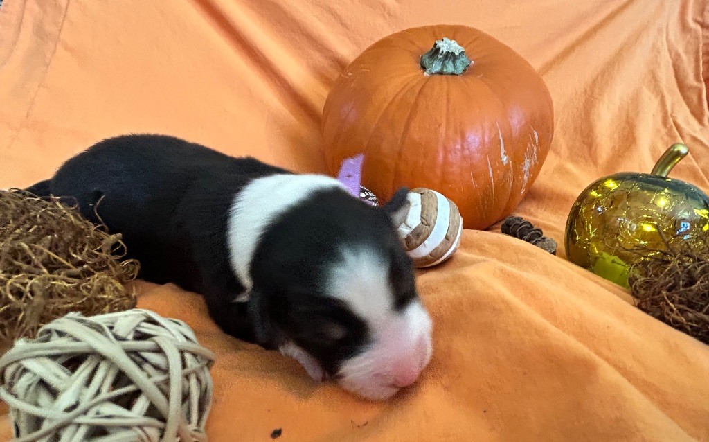 Des Joyaux De Luna - Chiots disponibles - Berger Australien