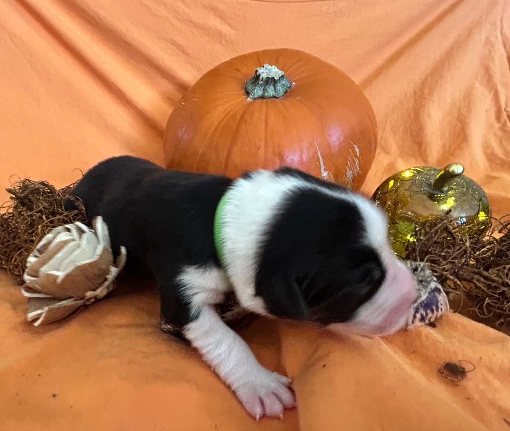 Des Joyaux De Luna - Chiots disponibles - Berger Australien