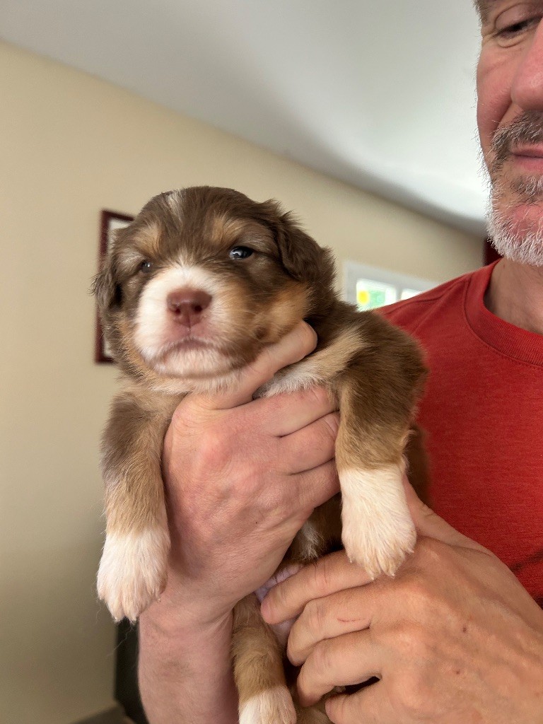 Des Joyaux De Luna - Chiots disponibles - Berger Australien