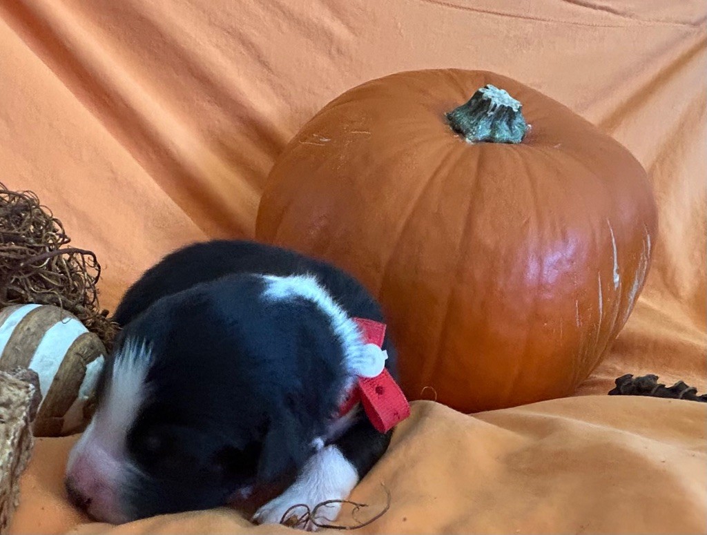 Des Joyaux De Luna - Chiots disponibles - Berger Australien