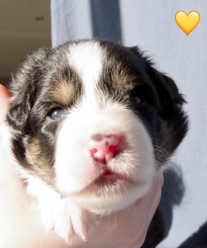 Des Joyaux De Luna - Chiots disponibles - Berger Australien