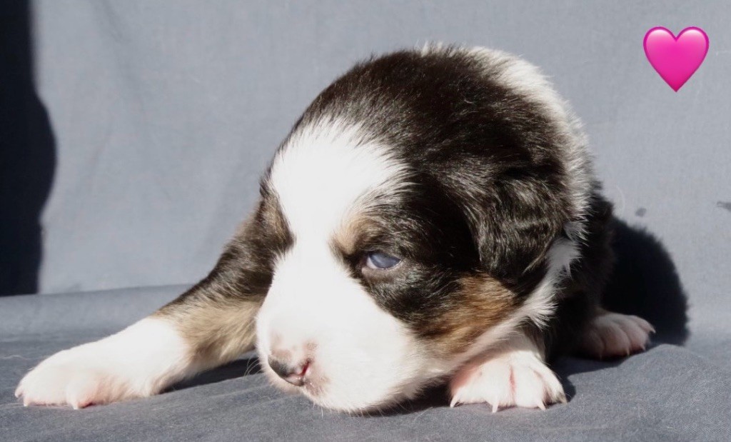 Des Joyaux De Luna - Chiots disponibles - Berger Australien