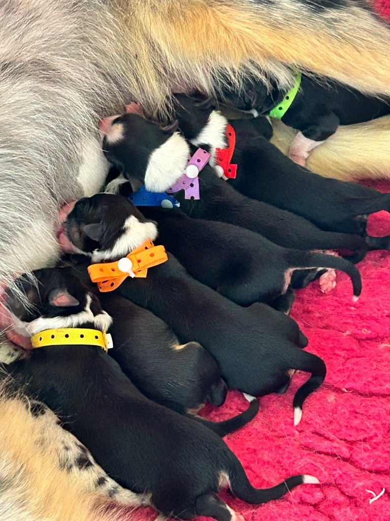 Chiot Berger Australien Des Joyaux De Luna