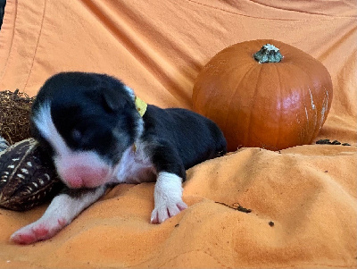 All black? collier jaune