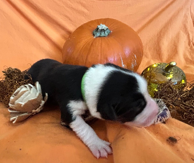 All black?.,collier vert 